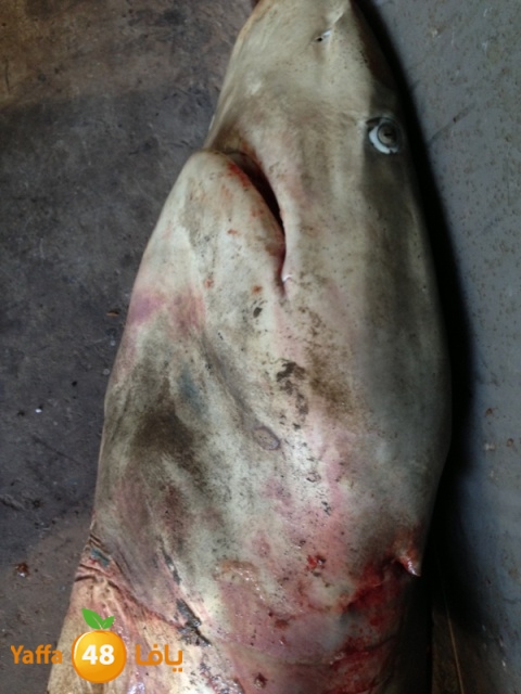 minashark328 (23).JPG